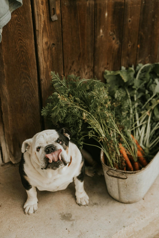 Understanding Grain Allergies in Dogs and the Benefits of a Grain-Free Diet