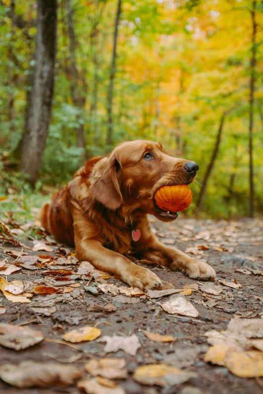 PUP SUPERFOOD: Pumpkin 🎃